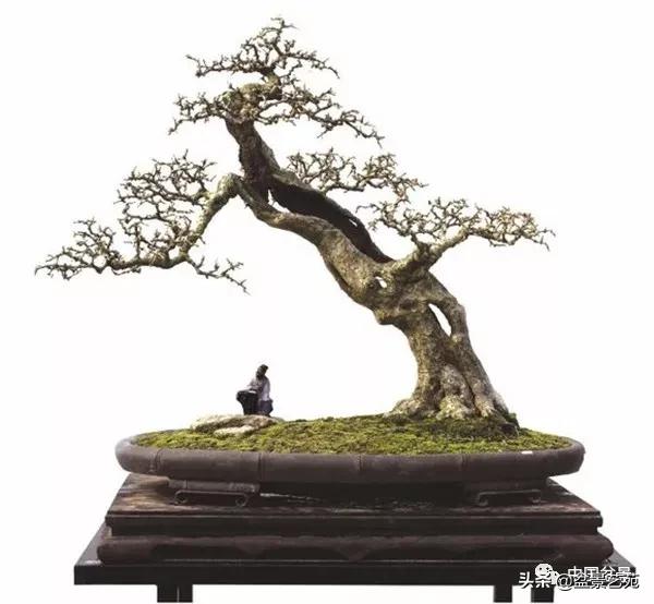 金银花盆景的修剪方法,盆景的修剪知识与技法