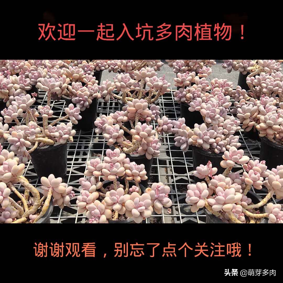 多肉仙女杯为什么越养越细,白菊和仙女杯多肉的区别