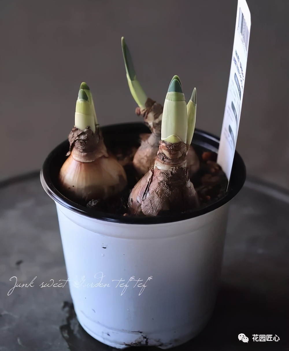 球根种植时间和方法,球根的养殖方法和注意事项