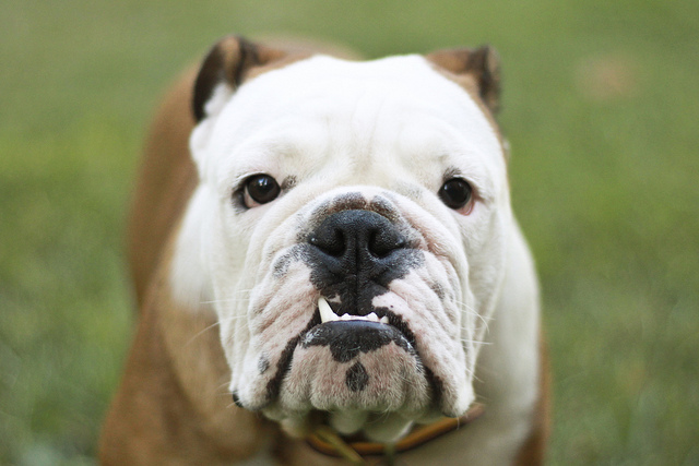 狗狗口臭是怎么回事该怎么办,狗狗肠胃不好口臭怎么调理