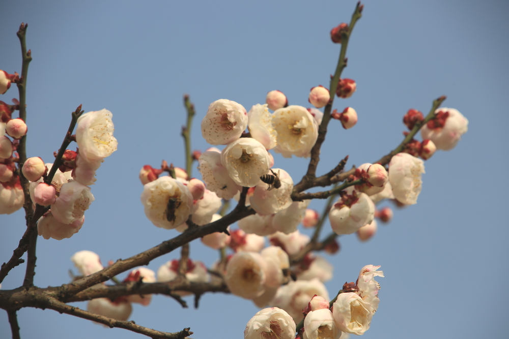 早春二月竖笛曲谱,早春二月笛子演奏