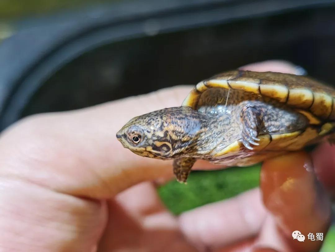 蛋龟之斑纹泥龟的介绍,蛋龟漂亮