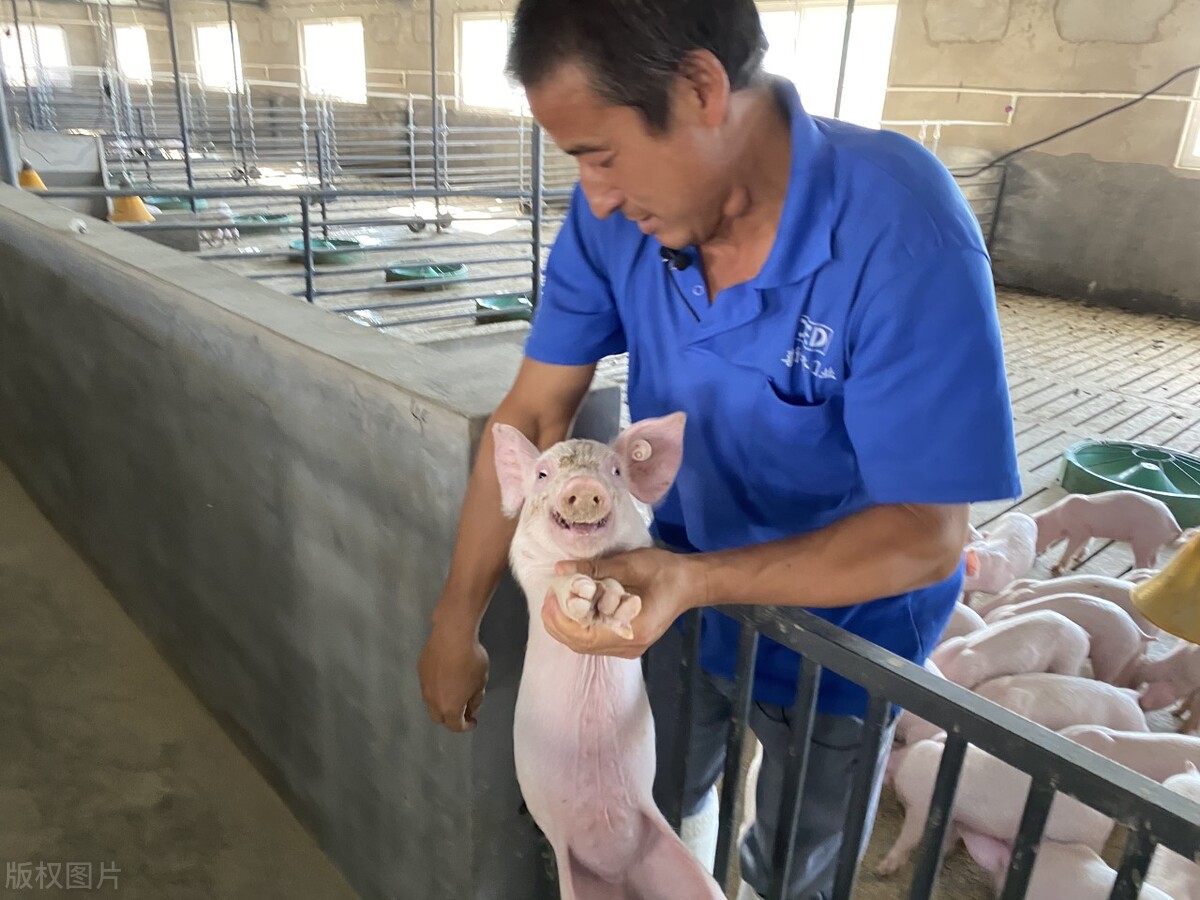 给猪打针打退烧针,如何防止猪高热症