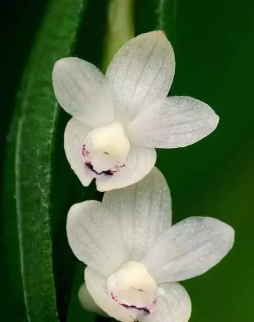 世界顶级奇花异卉,最美奇花异卉