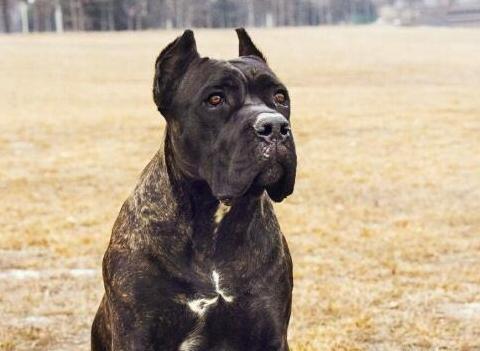 卡斯罗为什么几乎没人养,为什么不能养卡斯罗