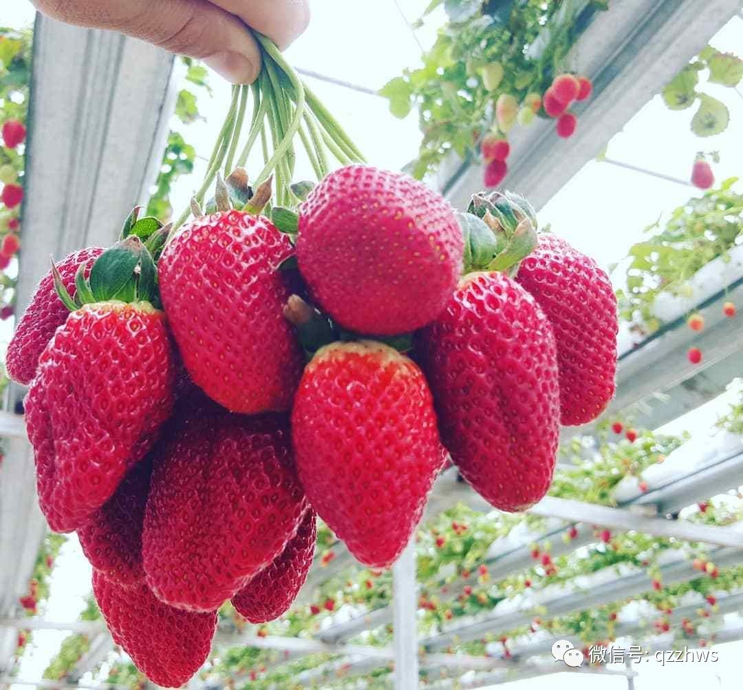 新型草莓立体温室大棚大全,温室大棚立体种植草莓