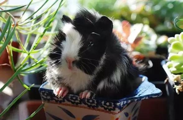 农村创业项目好不好做呀,农村创业不知做啥好