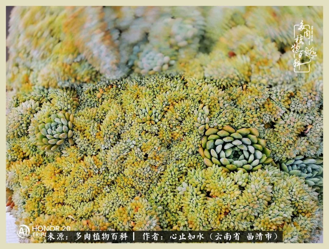 感谢陪伴感恩所有的遇见,让每个人都能感受到多肉的美好