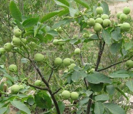 最好核桃产地在哪里,最好的核桃产地在哪里