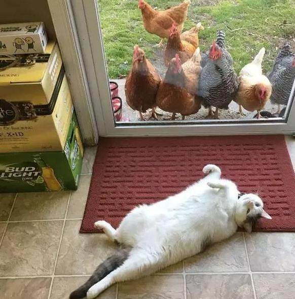 鸡眼睛红肿睁不开是什么原因,鸡眼睛肿胀呼吸困难是什么病