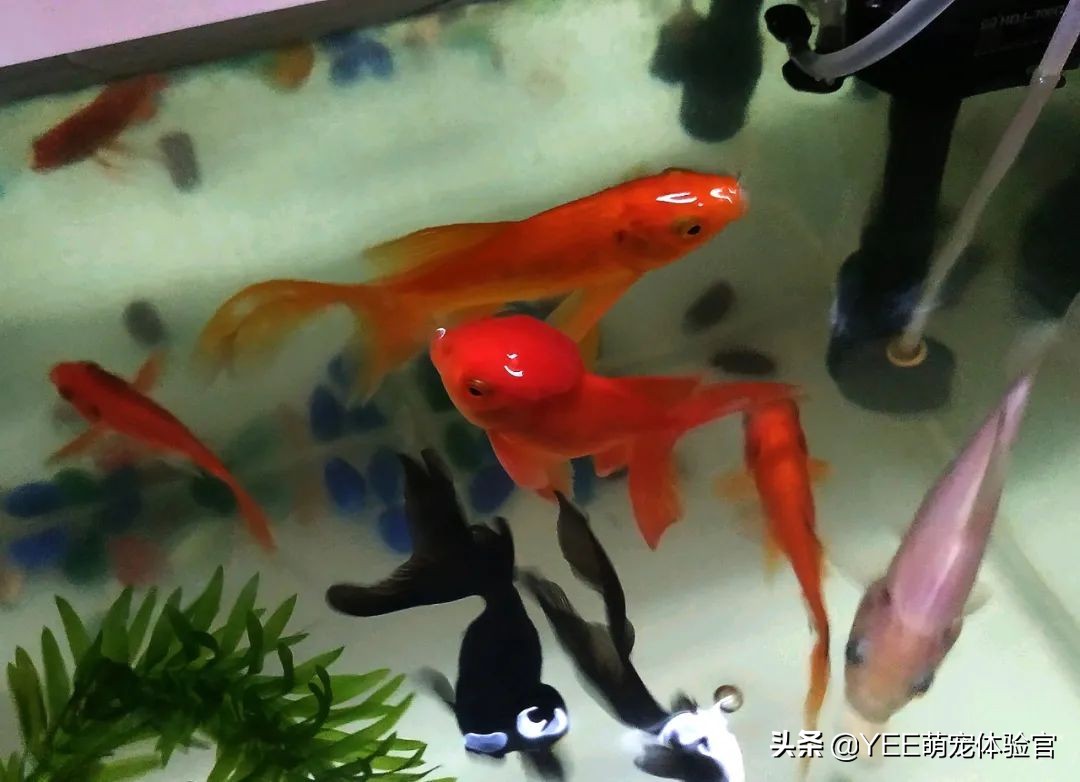 金鱼为什么越养越少,养金鱼的10大忠告
