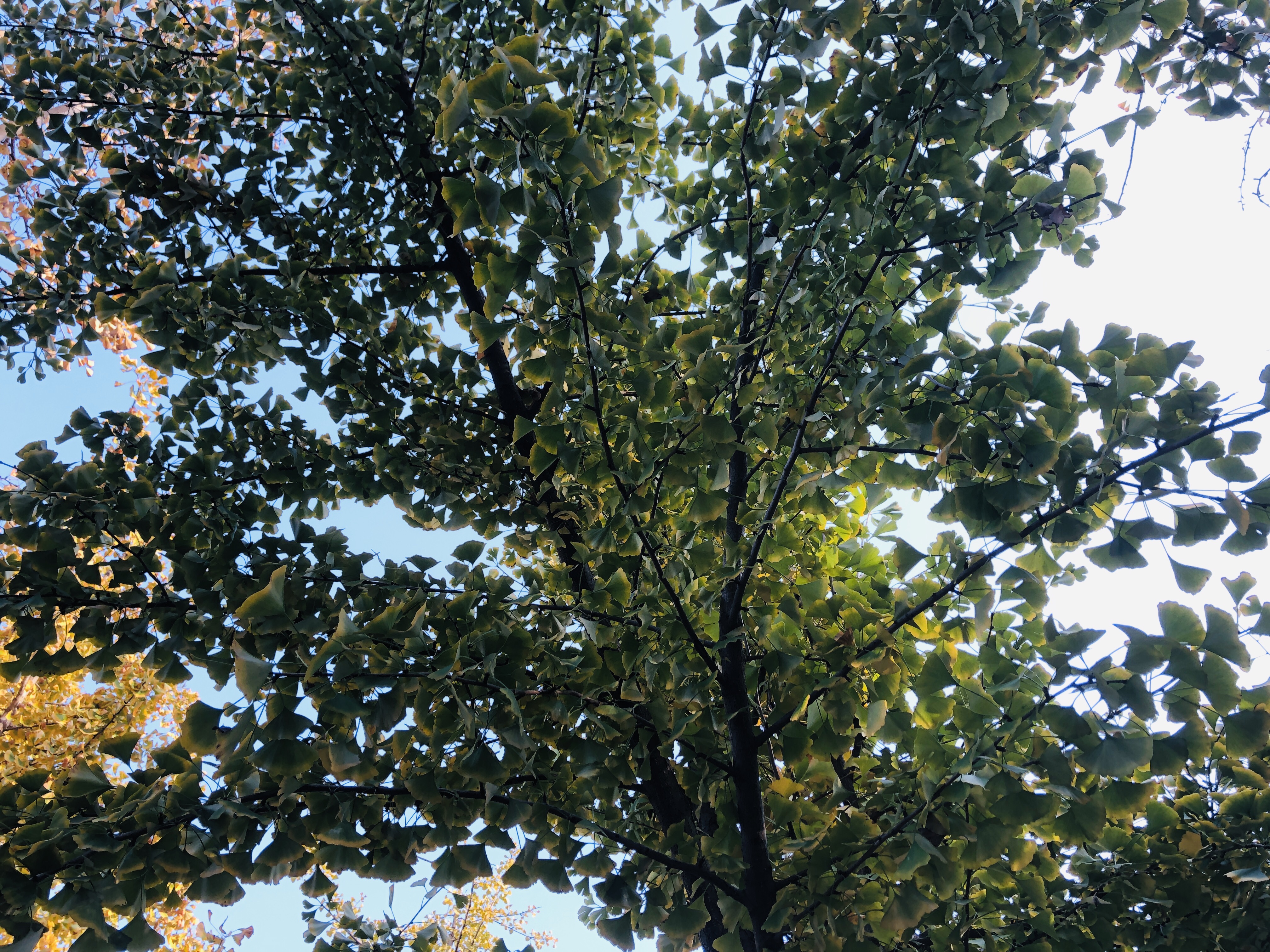 雨后的济南森林公园美景让人陶醉,济南森林公园美成“童话”