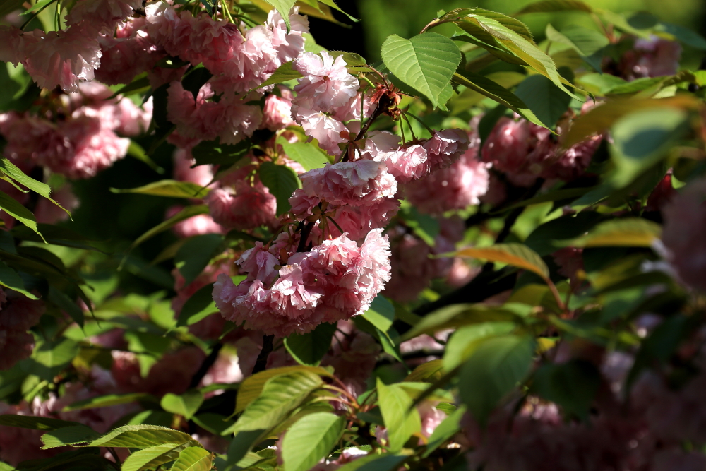 口琴月牙五更,口琴独奏月牙五更简谱