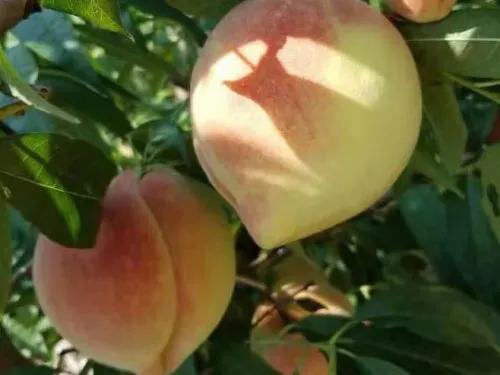 河北衡水深州：蜜桃产业“破圈儿”记