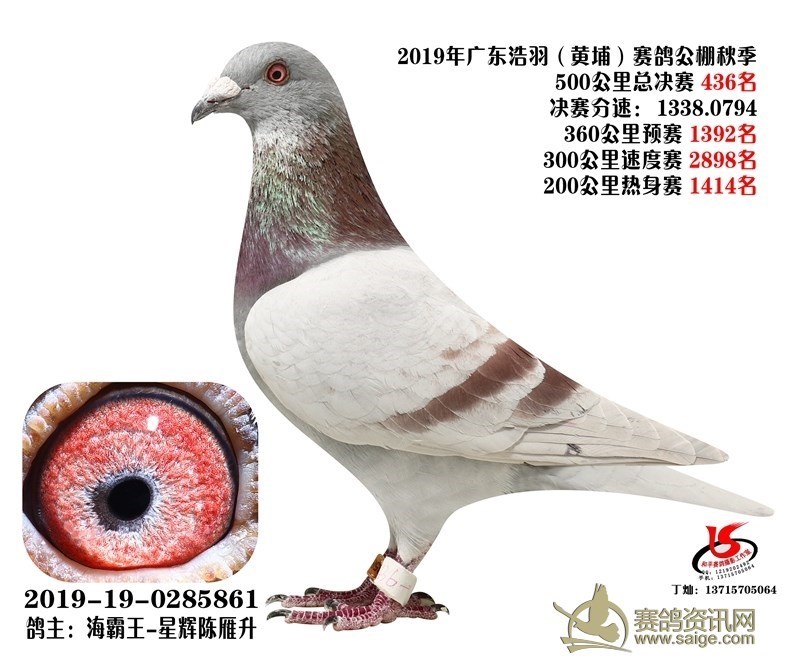 海霸王詹森纪录,冠霖公棚2017年获奖鸽欣赏