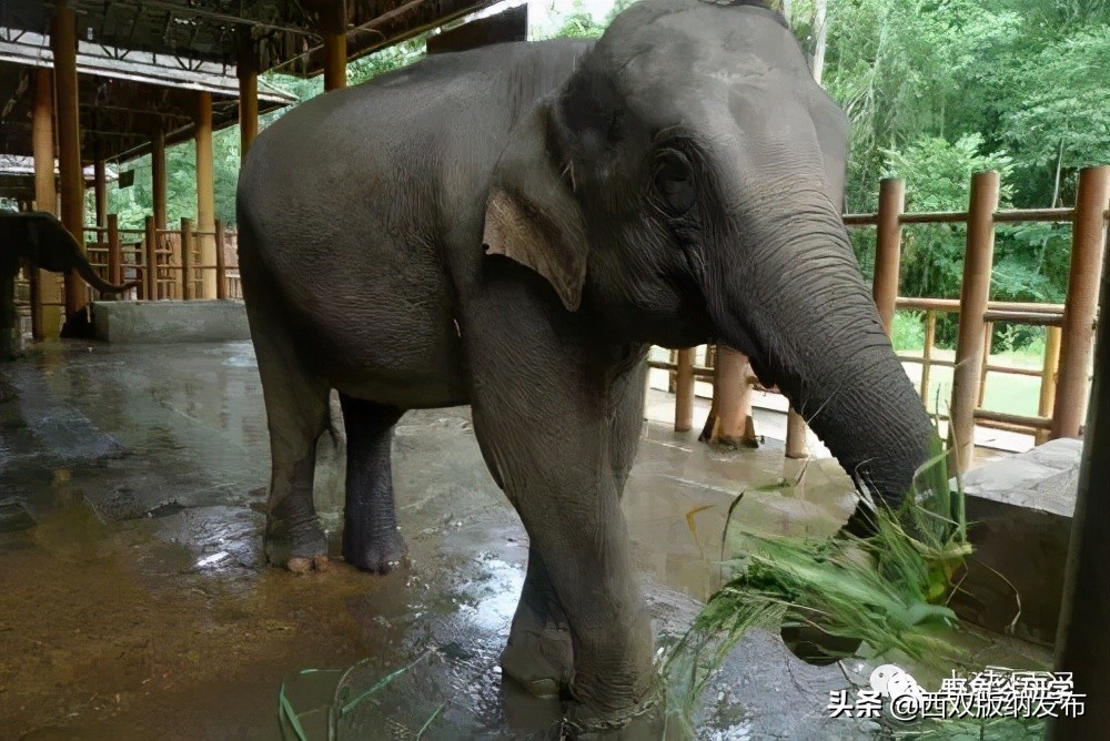 小象们,小象们你好英语