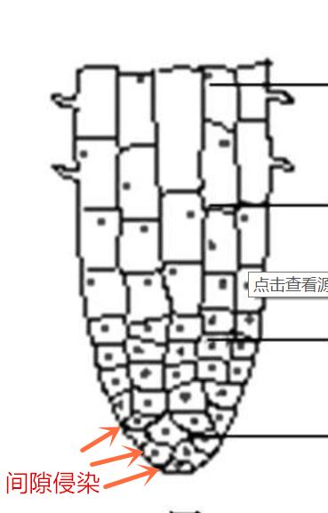 为什么西瓜苗一见到太阳就会枯萎,西瓜阴皮病最佳防治方法