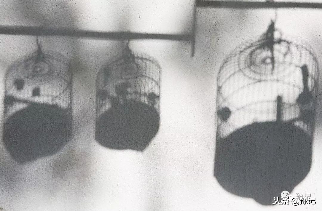 皇城根脚下，那是开封大爷遛鸟的天地