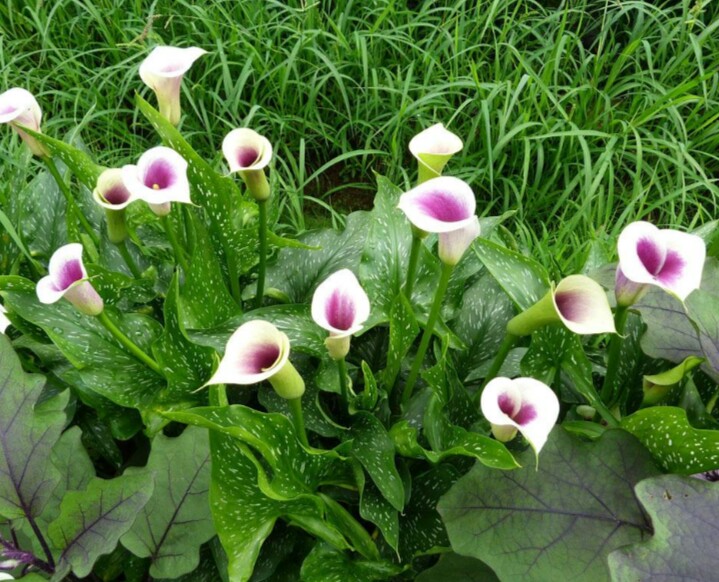 彩色马蹄莲怎么养爱开花图片,彩色马蹄莲夏季的养殖方法