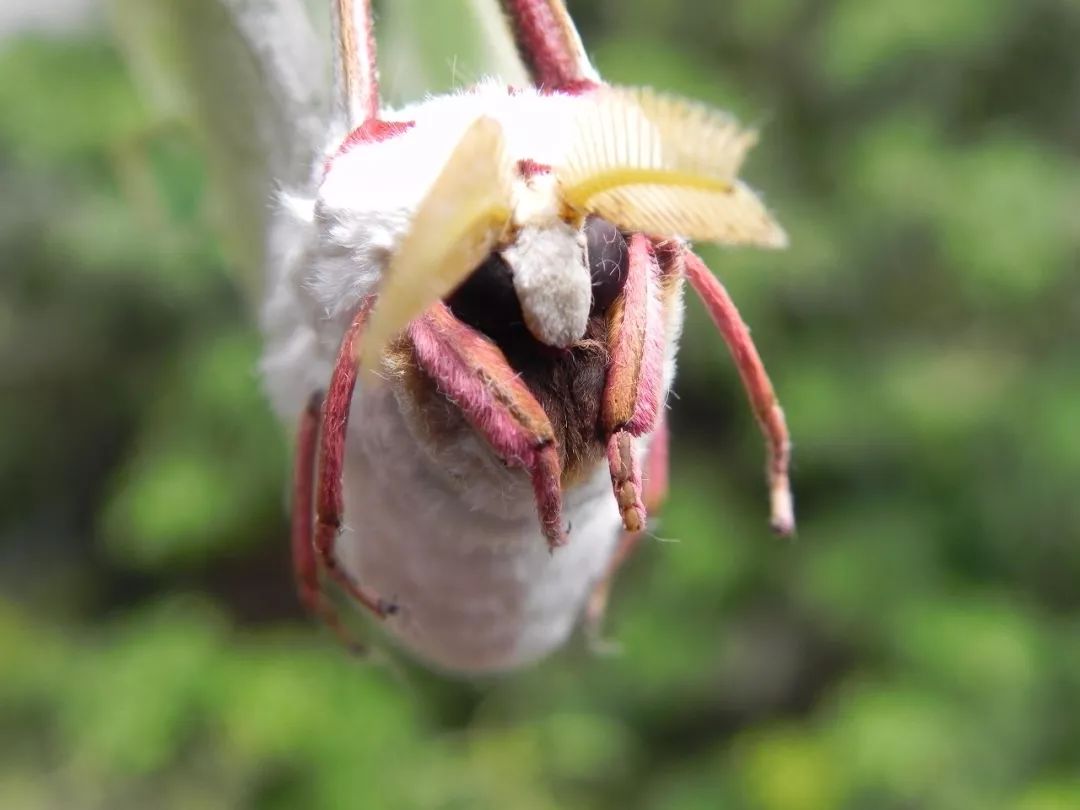 传说中的蛊虫真的有吗,传说中的扑棱蛾子