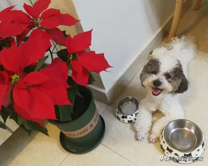 一型糖尿病必须一天打四针,患糖尿病31年每天吃20多种东西