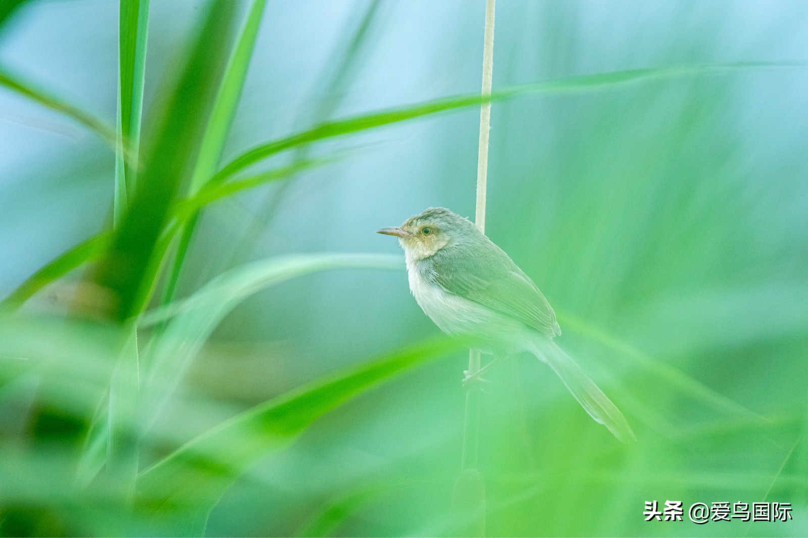 鸟类图片大全大图观赏,鸟类照片合集