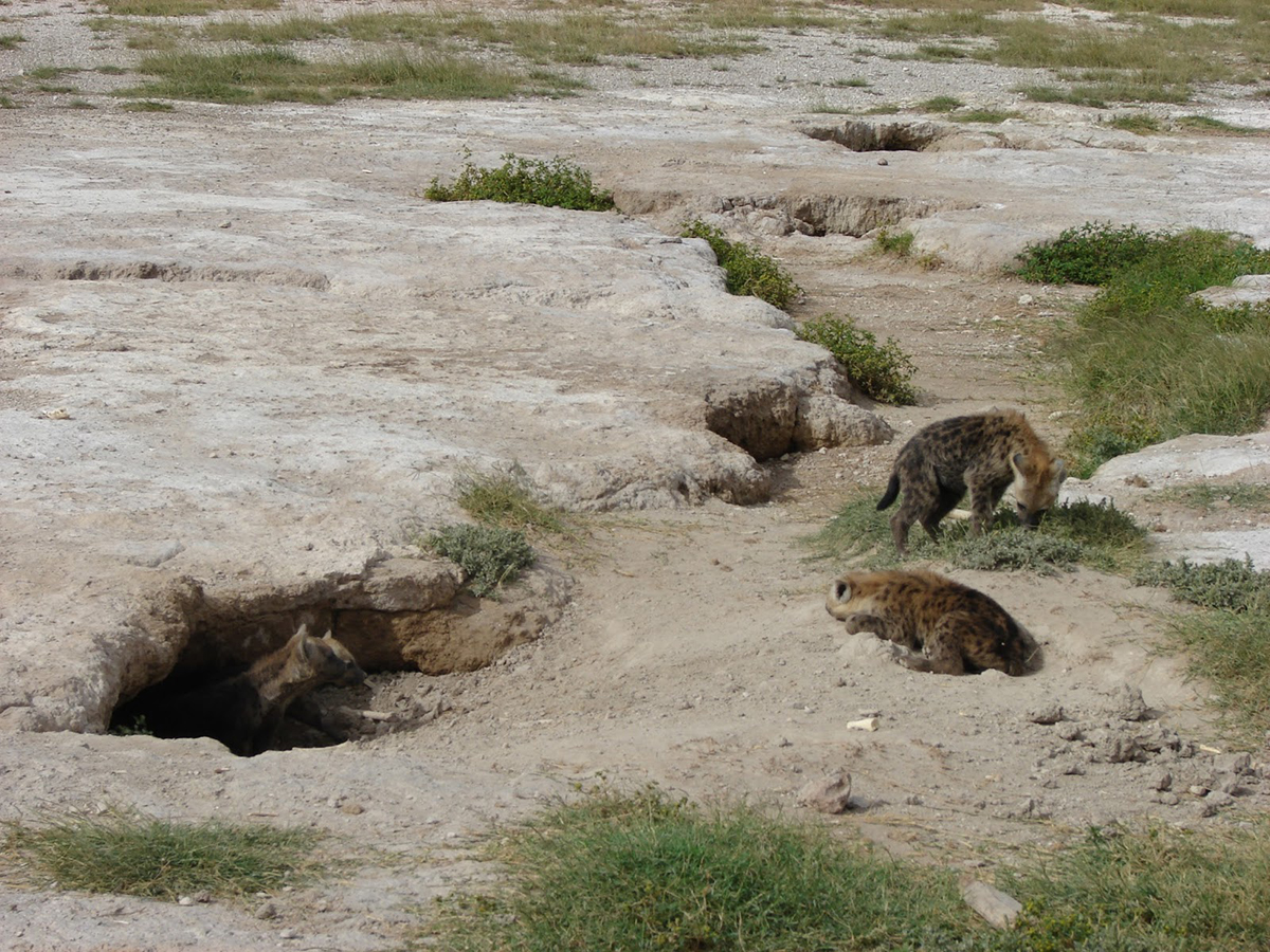 被误解的鬣狗,被误解最深的动物鬣狗