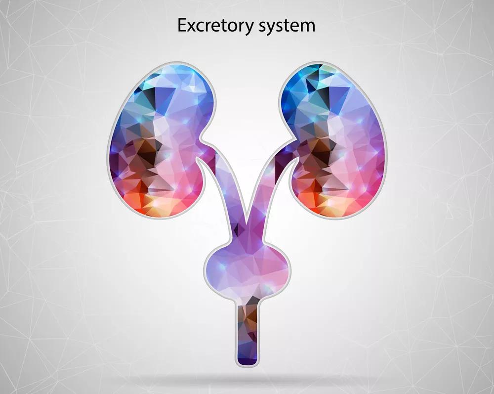 尿潜血诊疗指南,尿潜血是泌尿系感染吗