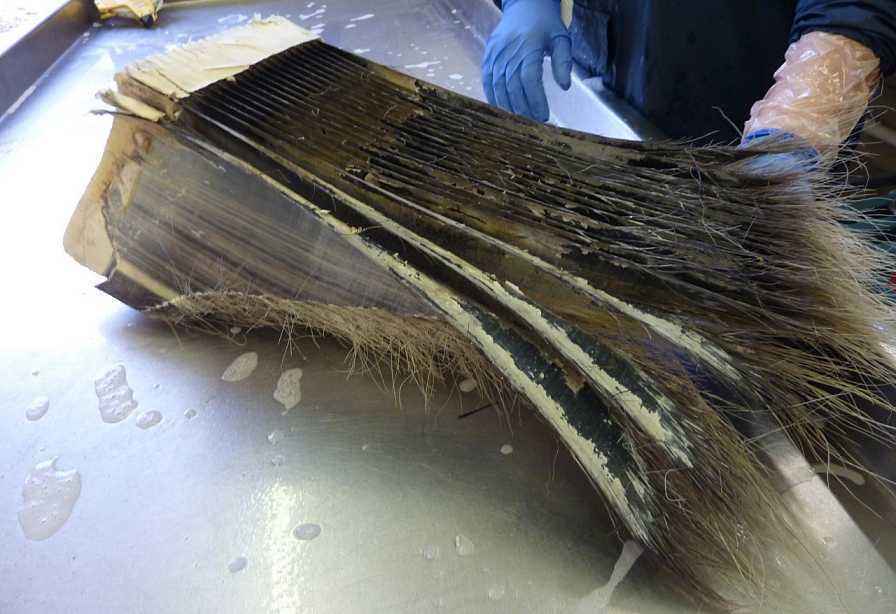 在鲸鱼肚子里是什么感觉,在鲸鱼肚子会经历什么