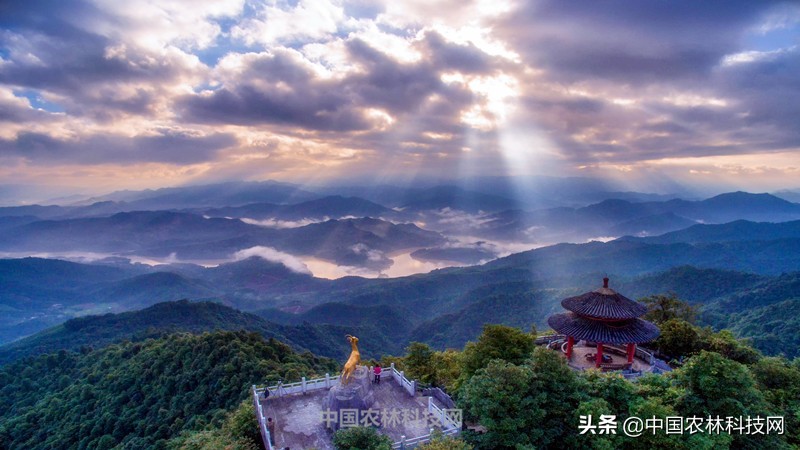 神秘幽静大桂山国家森林公园！一县一品，广西八步农特产品红瓜子