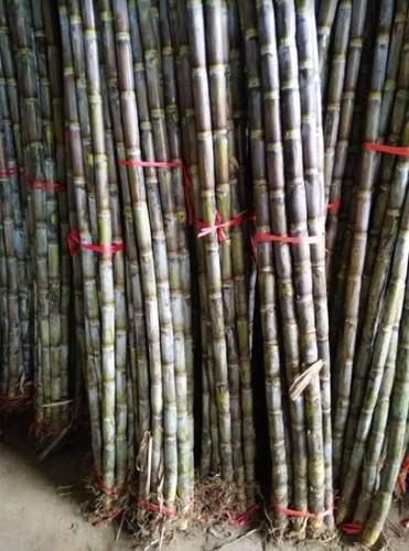 甘蔗怎么种植才高产,甘蔗如何种植才能有高产量