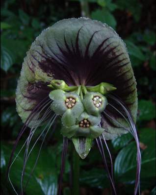 奇花异草大全罕见图文,极其罕见的奇花异草