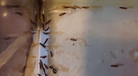 下雨天很多飞蚁是什么蚁,雨后飞蚁怎么来的