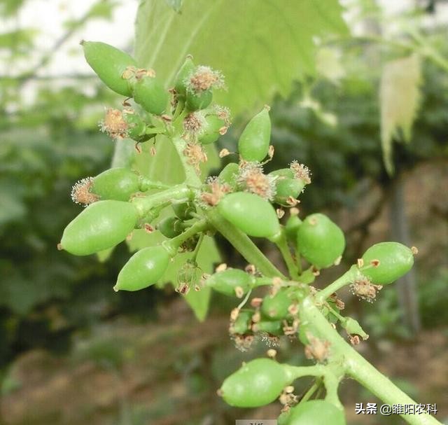 葡萄霜霉病流行的主要环境条件是,葡萄霜霉病最短间隔几天打一次药