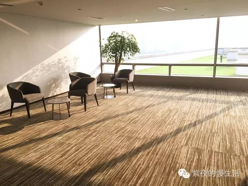 苏州带宠物去的古镇,苏州小众宠物乐园推荐