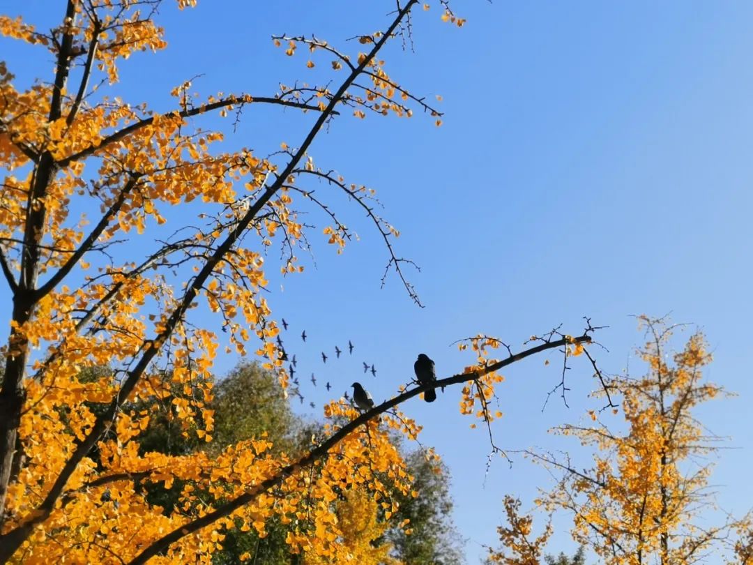 天坛和地坛区别,天坛对对碰桌游
