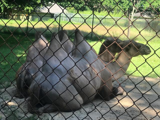 探访华盛顿动物园,波士顿公园周边游
