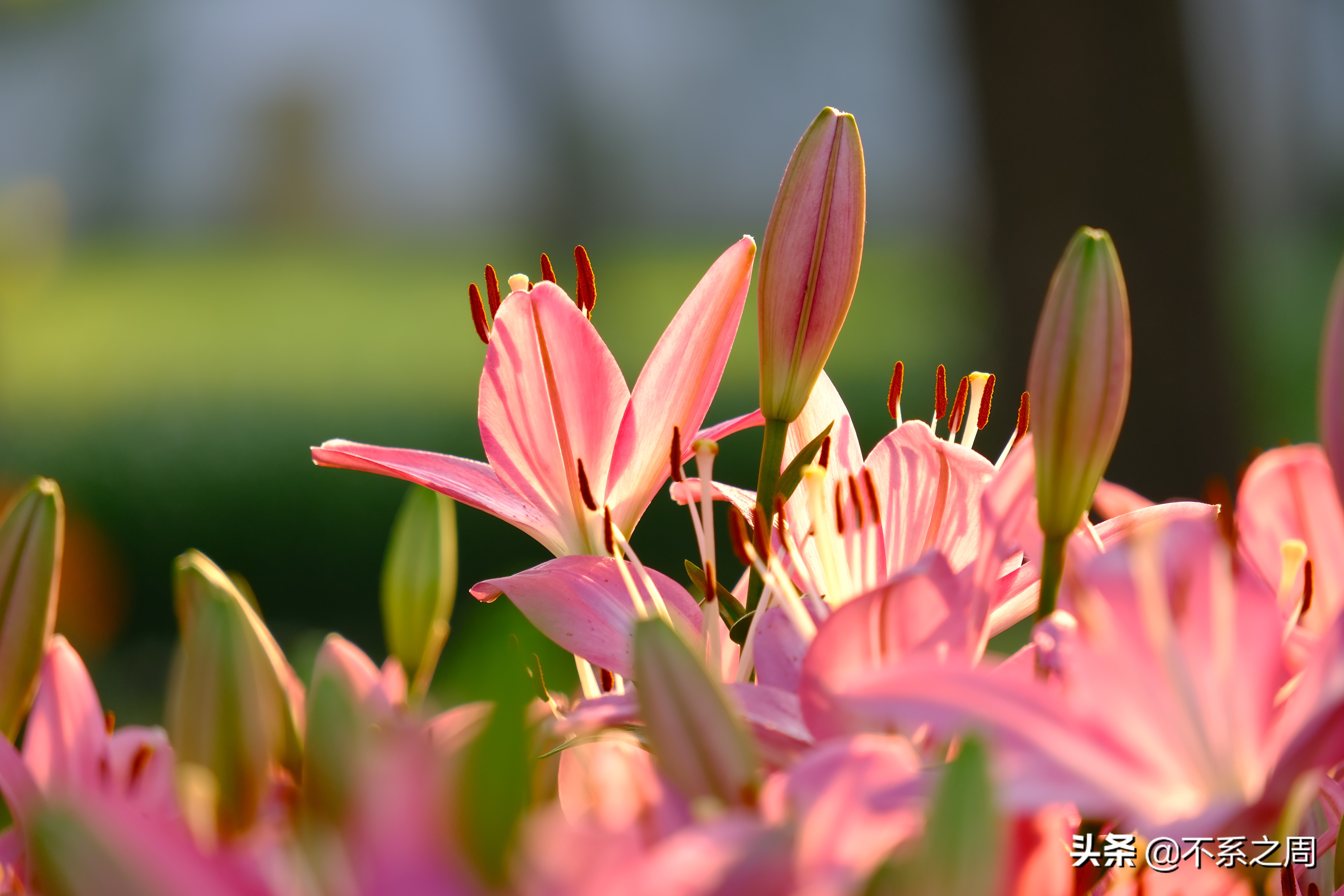 无锡梅园百合花节,无锡梅园中秋游园会