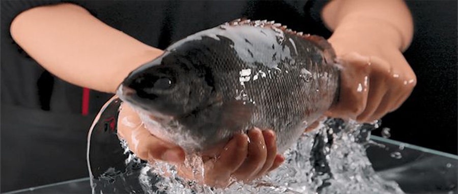 最适合孩子吃的鱼无刺又鲜嫩可口,最适合儿童吃的鱼有哪些