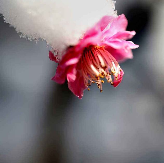 「原创诗词」侯*红庆**|笑傲枝头清骨冷此花不与百花同