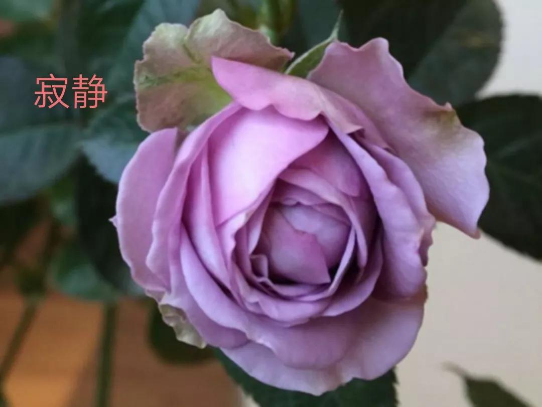 适合做切花的月季品种,十大公认最好切花月季