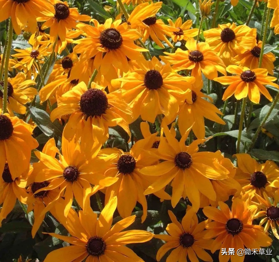 不低头始终向阳-黑心菊