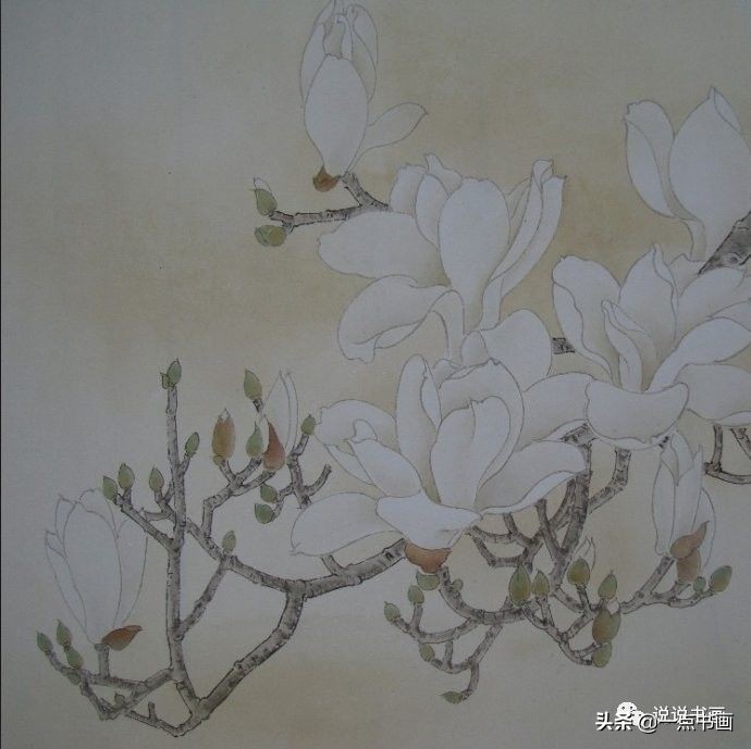 玉兰花的画法和枝干布局,玉兰花的素描画法步骤图