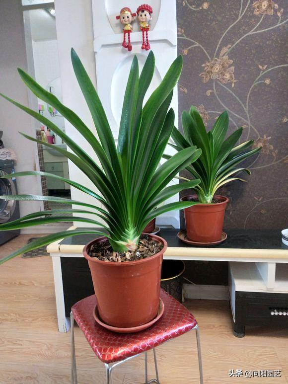 家养君子兰注意事项和养护,室内如何养君子兰具体养护方法