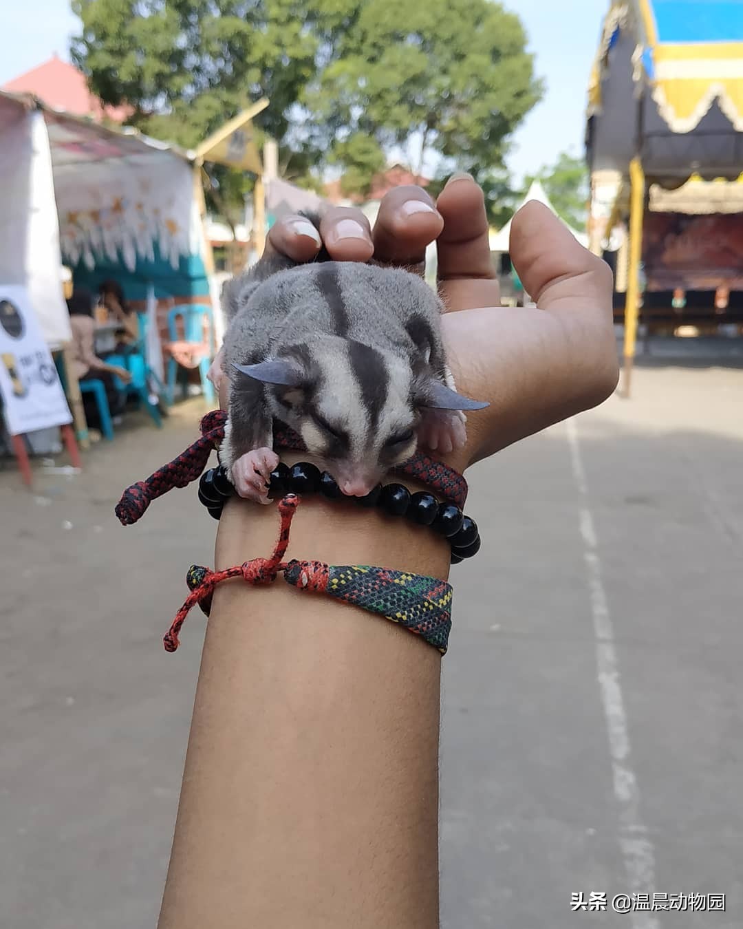 蜜袋鼯到底好不好养,养蜜袋鼯的优点和缺点