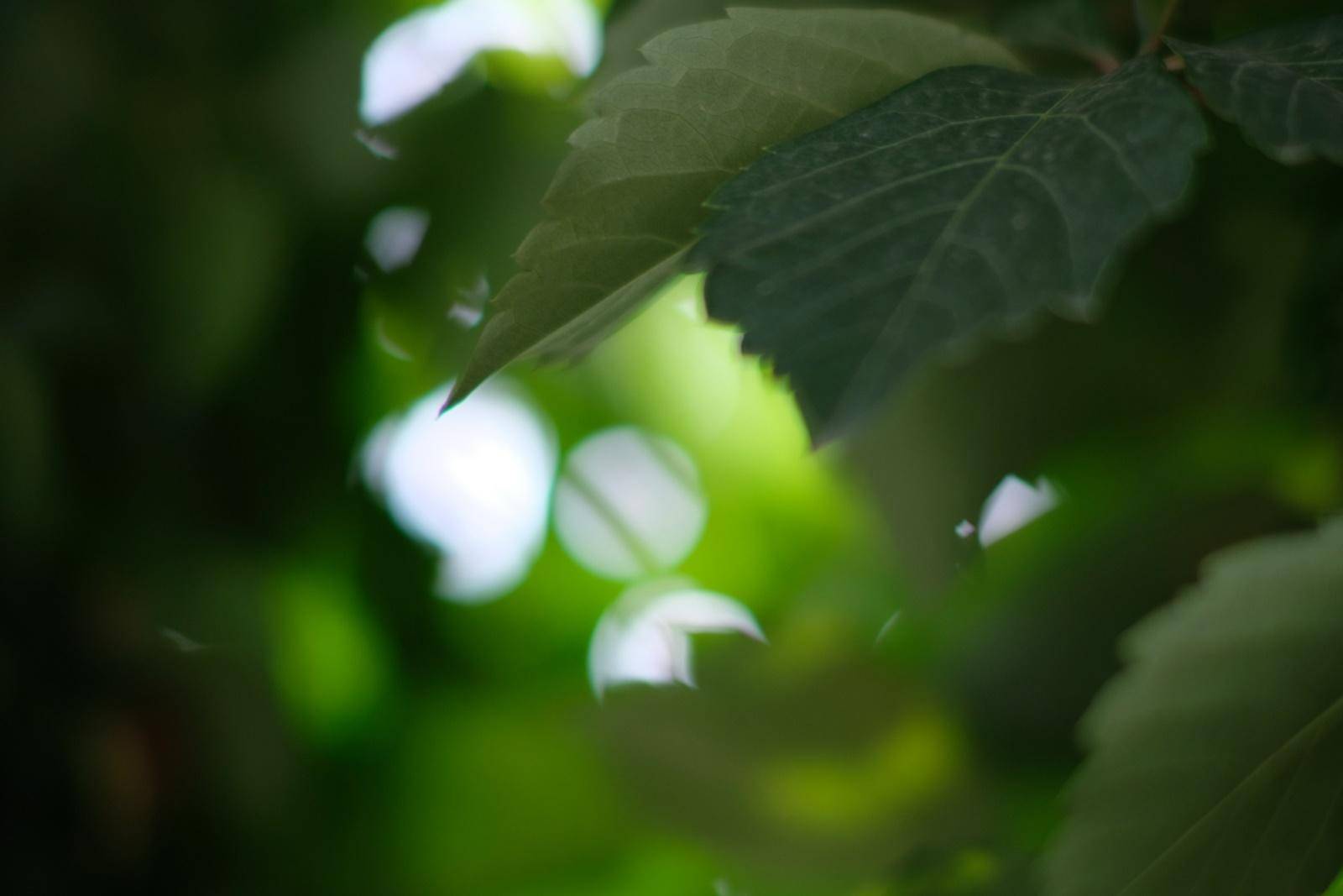 七工匠55mm1.4代镜头怎么样,七工匠55f1.4镜头一代与二代区别