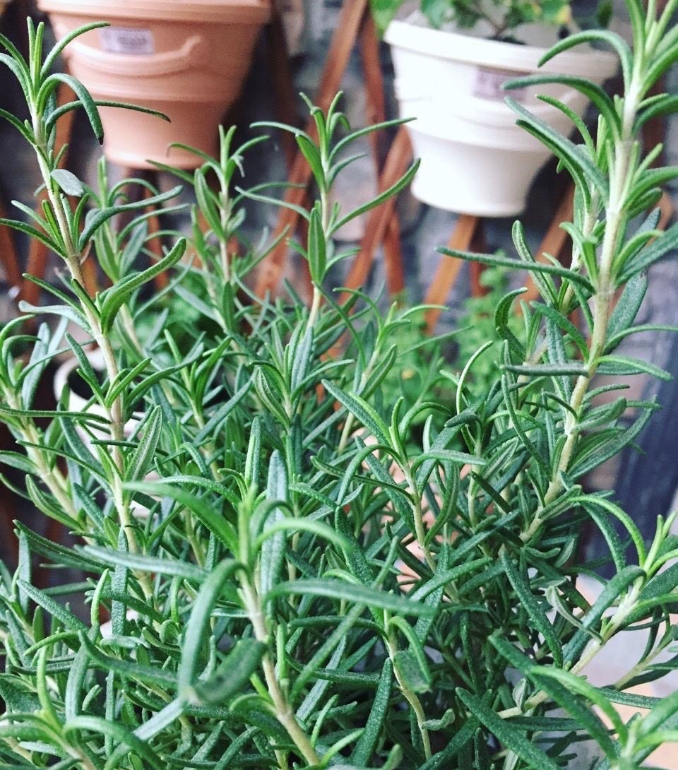 室内芳香最好养的植物,室内好养开花又香的植物