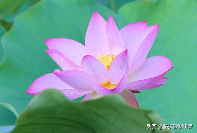 拍摄荷花的十个方法,用荷花花瓣怎样拍好看