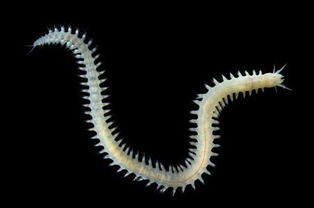 “压”不死的深海动物，它们为什么会在深海游刃有余的生活？