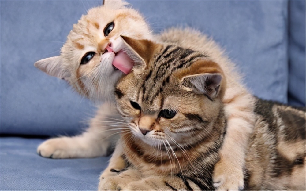 猫咪舔舐的这六个地方，代表的含义你知道吗